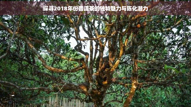 探寻2018年份普洱茶的独特魅力与陈化潜力