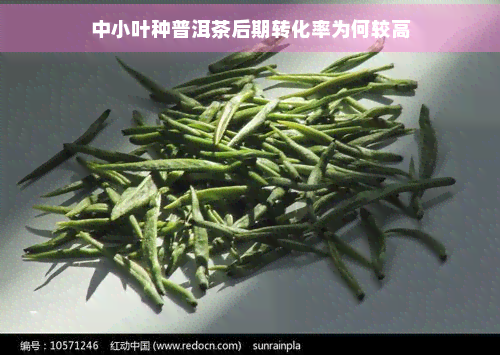 中小叶种普洱茶后期转化率为何较高