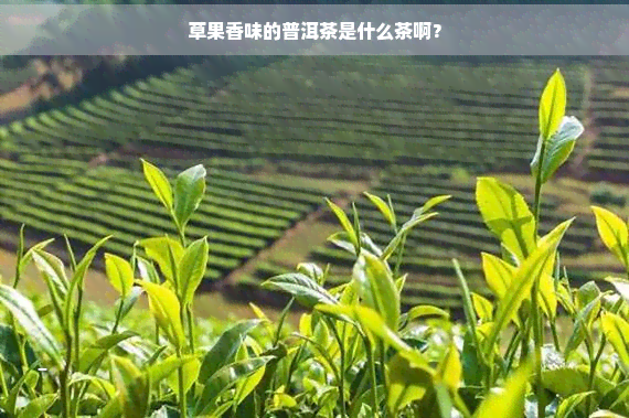 草果香味的普洱茶是什么茶啊？