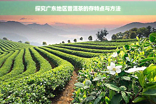 探究广东地区普洱茶的存特点与方法