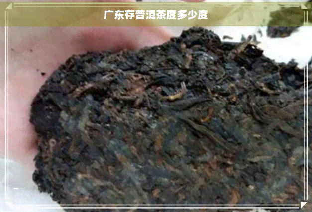 广东存普洱茶度多少度