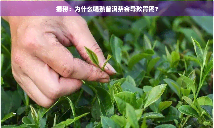 揭秘：为什么喝熟普洱茶会导致胃疼？