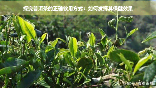 探究普洱茶的正确饮用方式：如何发挥其保健效果