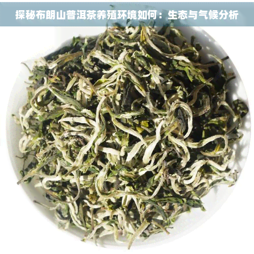 探秘布朗山普洱茶养殖环境如何：生态与气候分析