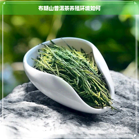 布朗山普洱茶养殖环境如何