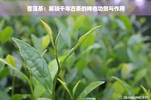 普洱茶：解锁千年古茶的神奇功效与作用