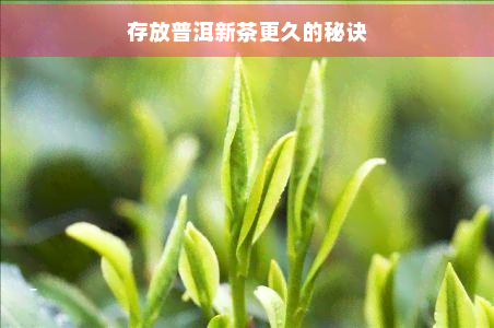 存放普洱新茶更久的秘诀