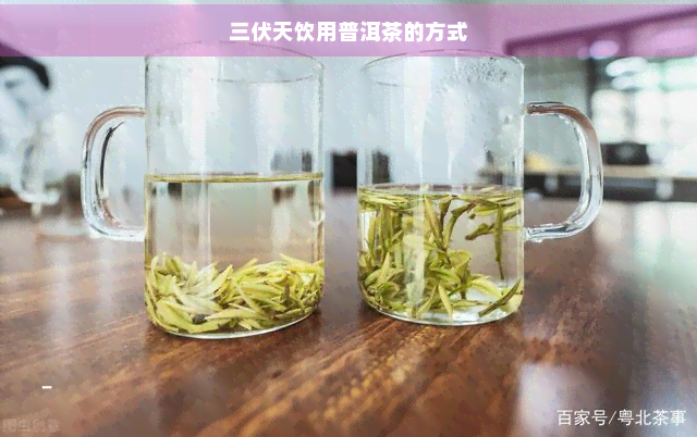 三伏天饮用普洱茶的方式