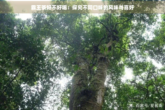 霸王茶好不好喝：探究不同口味的风味与喜好