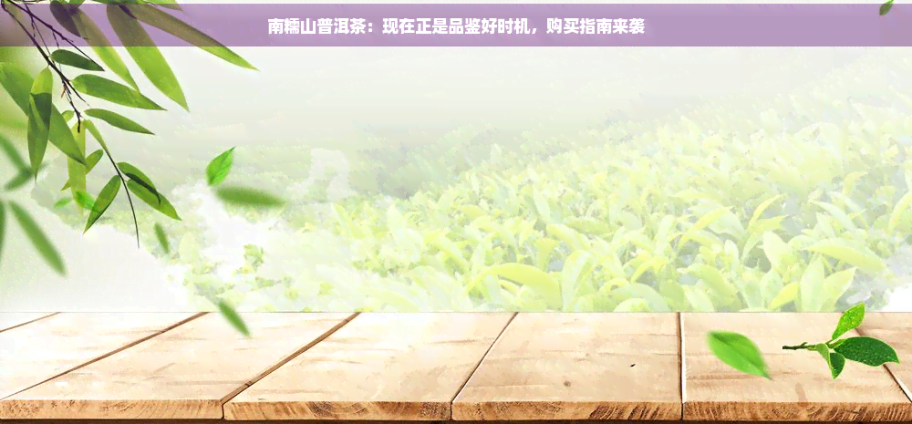 南糯山普洱茶：现在正是品鉴好时机，购买指南来袭