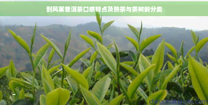 刮风寨普洱茶口感特点及熟茶与茶树龄分类