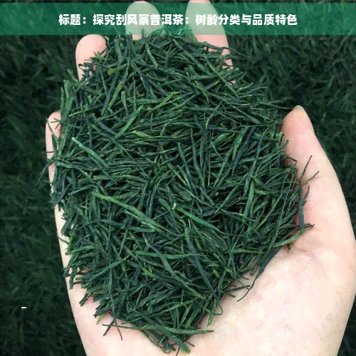 标题：探究刮风寨普洱茶：树龄分类与品质特色