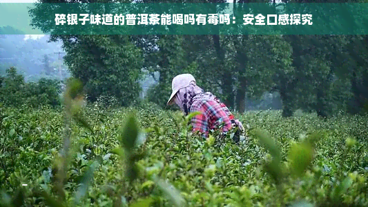 碎银子味道的普洱茶能喝吗有吗：安全口感探究