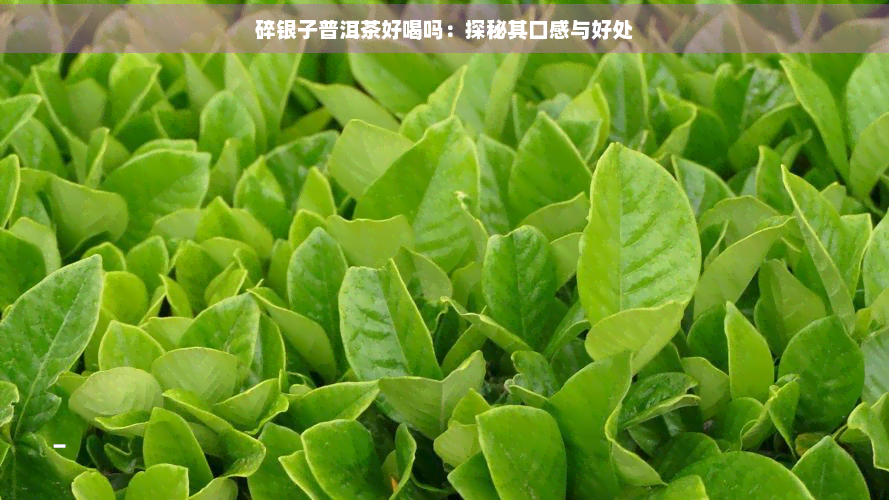 碎银子普洱茶好喝吗：探秘其口感与好处