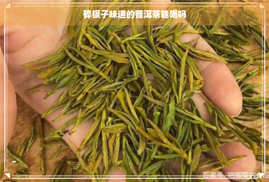 碎银子味道的普洱茶能喝吗