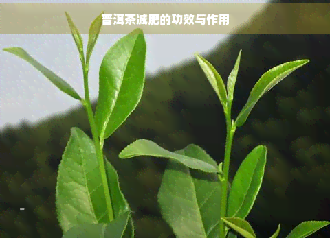 普洱茶减肥的功效与作用