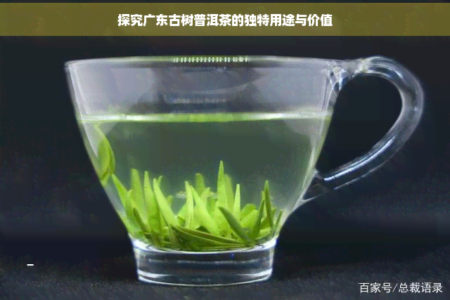 探究广东古树普洱茶的独特用途与价值