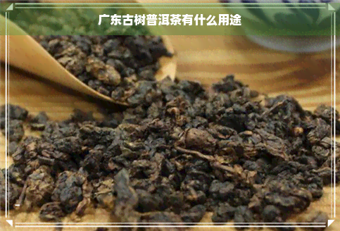 广东古树普洱茶有什么用途