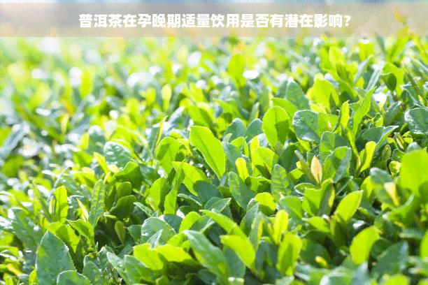 普洱茶在孕晚期适量饮用是否有潜在影响？