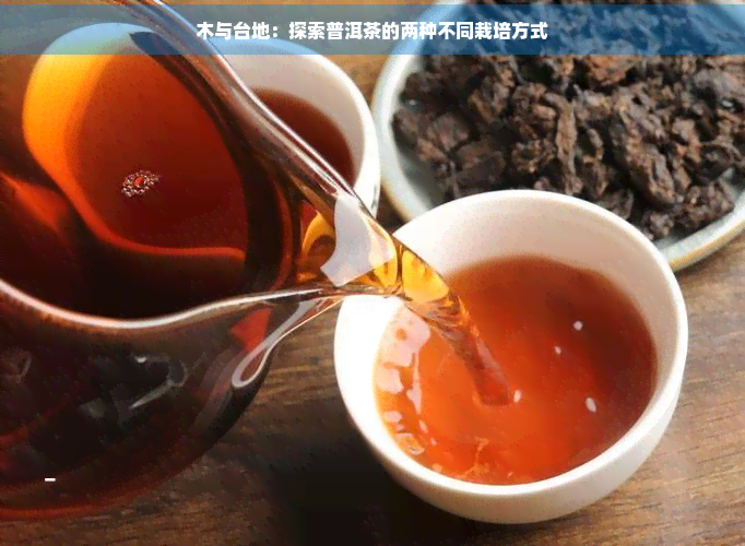 木与台地：探索普洱茶的两种不同栽培方式