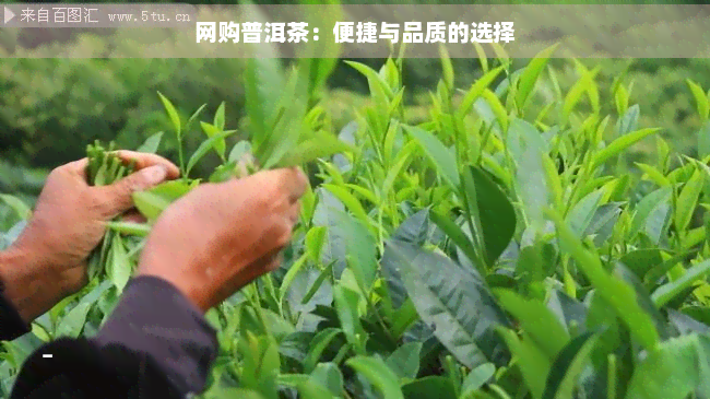 网购普洱茶：便捷与品质的选择