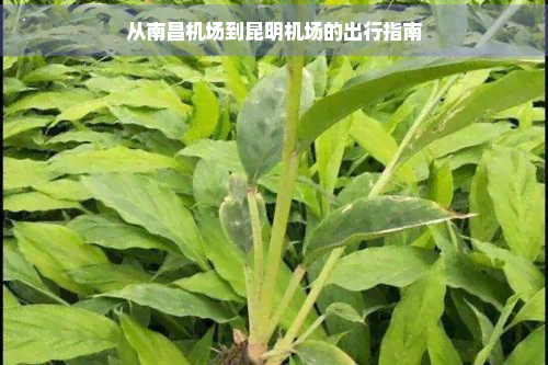 从南昌机场到昆明机场的出行指南