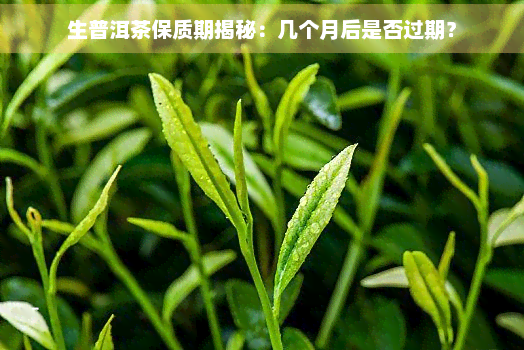 生普洱茶保质期揭秘：几个月后是否过期？