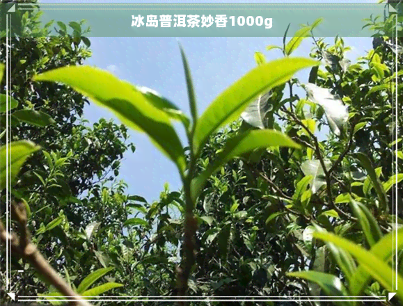 冰岛普洱茶妙香1000g