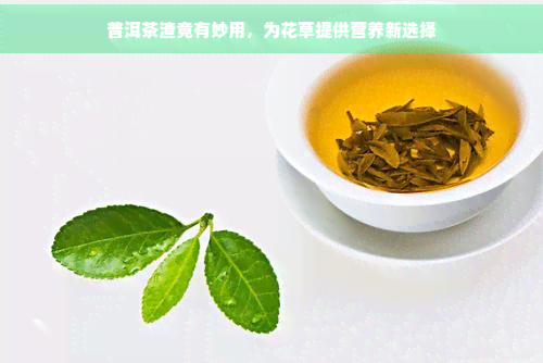 普洱茶渣竟有妙用，为花草提供营养新选择