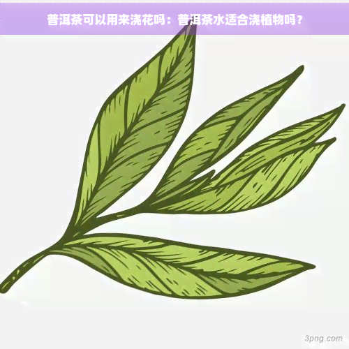 普洱茶可以用来浇花吗：普洱茶水适合浇植物吗？