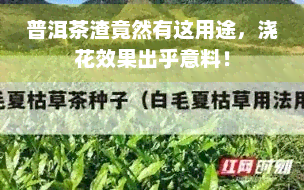 普洱茶渣竟然有这用途，浇花效果出乎意料！