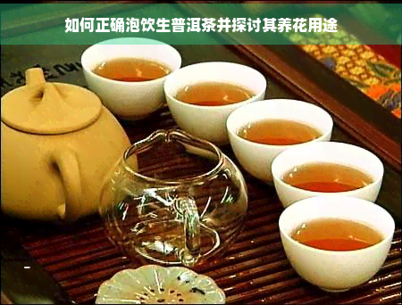 如何正确泡饮生普洱茶并探讨其养花用途