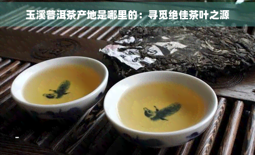 玉溪普洱茶产地是哪里的：寻觅绝佳茶叶之源