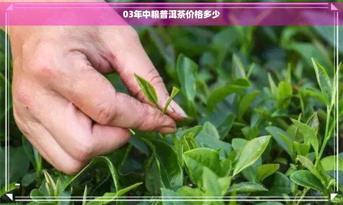 03年中粮普洱茶价格多少