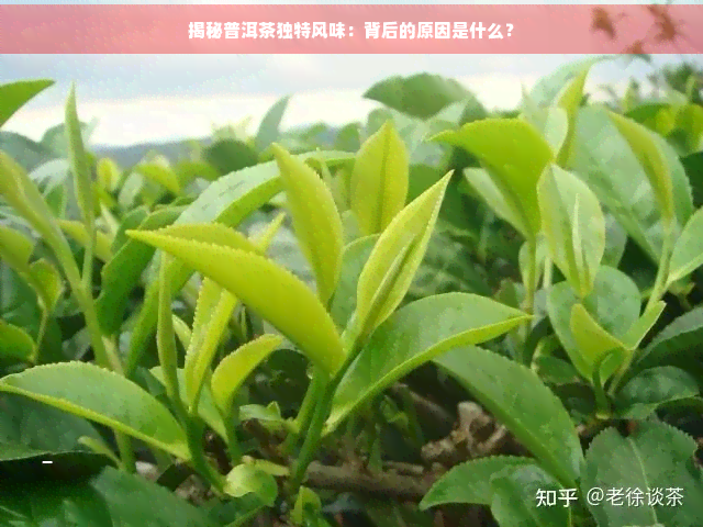 揭秘普洱茶独特风味：背后的原因是什么？