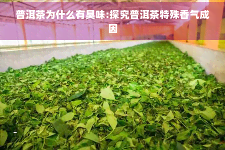 普洱茶为什么有臭味:探究普洱茶特殊香气成因