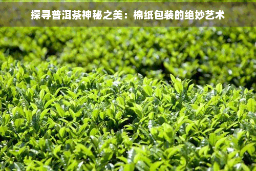 探寻普洱茶神秘之美：棉纸包装的绝妙艺术