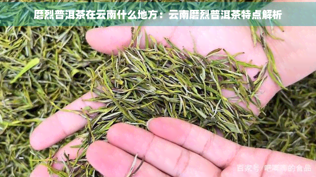 磨烈普洱茶在云南什么地方：云南磨烈普洱茶特点解析