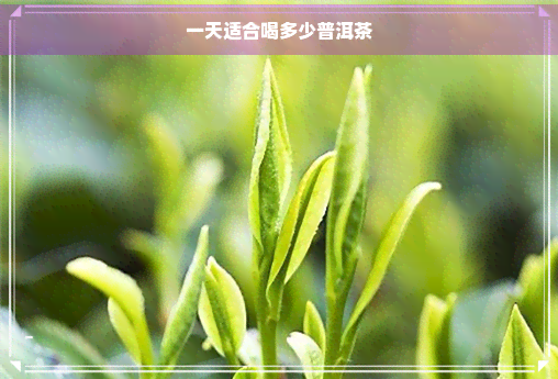 一天适合喝多少普洱茶