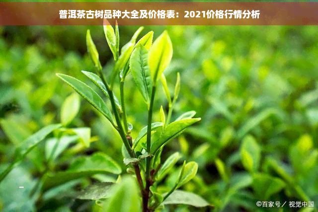 普洱茶古树品种大全及价格表：2021价格行情分析