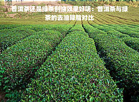 普洱茶还是绿茶刮油效果好呢：普洱茶与绿茶的去油降脂对比