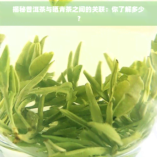 揭秘普洱茶与晒青茶之间的关联：你了解多少？