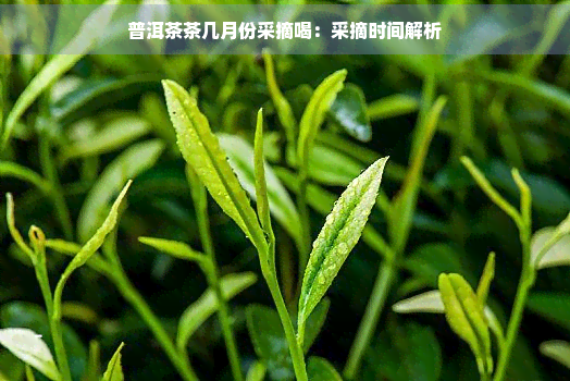 普洱茶茶几月份采摘喝：采摘时间解析