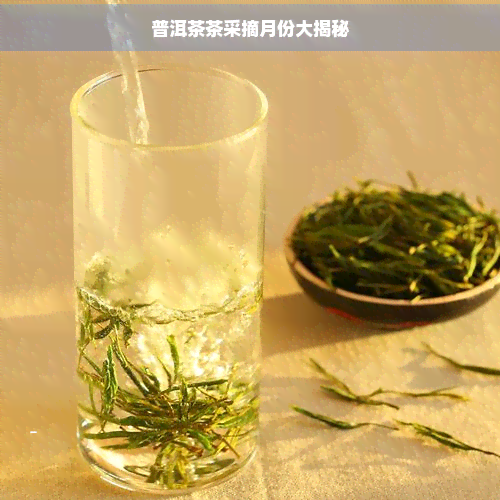 普洱茶茶采摘月份大揭秘