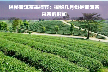 揭秘普洱茶采摘节：探秘几月份是普洱茶采茶的时间