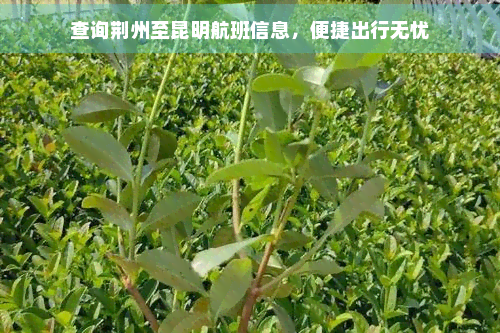 查询荆州至昆明航班信息，便捷出行无忧