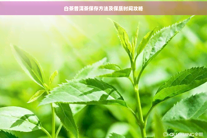 白茶普洱茶保存方法及保质时间攻略