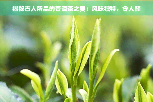 揭秘古人所品的普洱茶之美：风味独特，令人醉