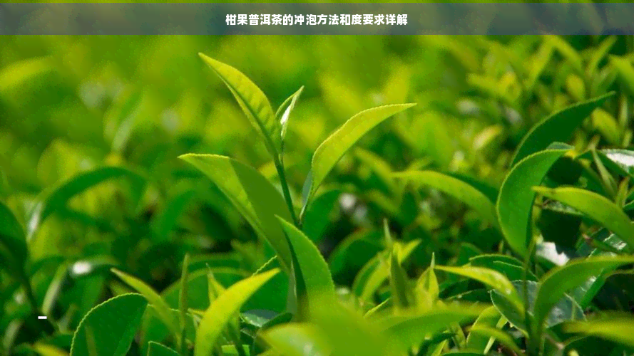 柑果普洱茶的冲泡方法和度要求详解