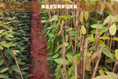 南昌至昆明多远距离